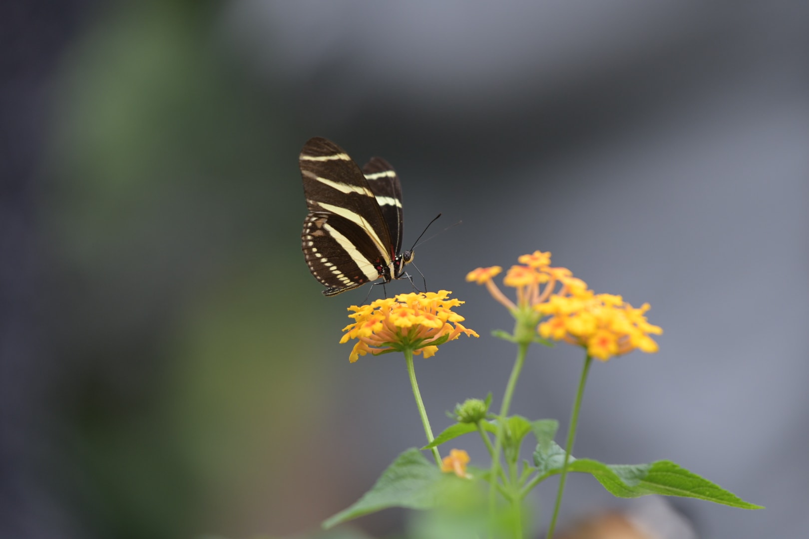 Zebra Longwing Butterfly